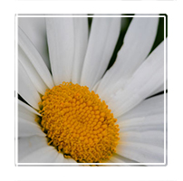 Thinking Daisy