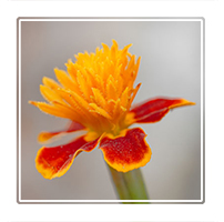 miniature marigold