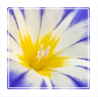 morning glory Flower